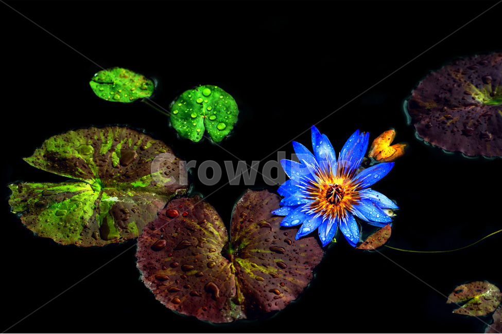 수련,연화,연지,감성,매혹,식물,자연,plants,nature,꽃,flower
