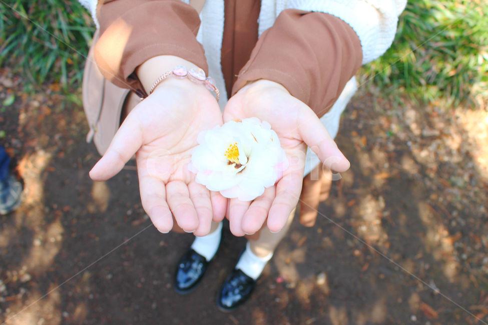동백꽃,꽃,손,여자,사람,하얀색,하양,구두,제주도,flower,white,hand,봄,계절,spring,season,꽃,flower,사람,인물,인간,human,person,신체일부,몸,body,감성,sensible,feeling