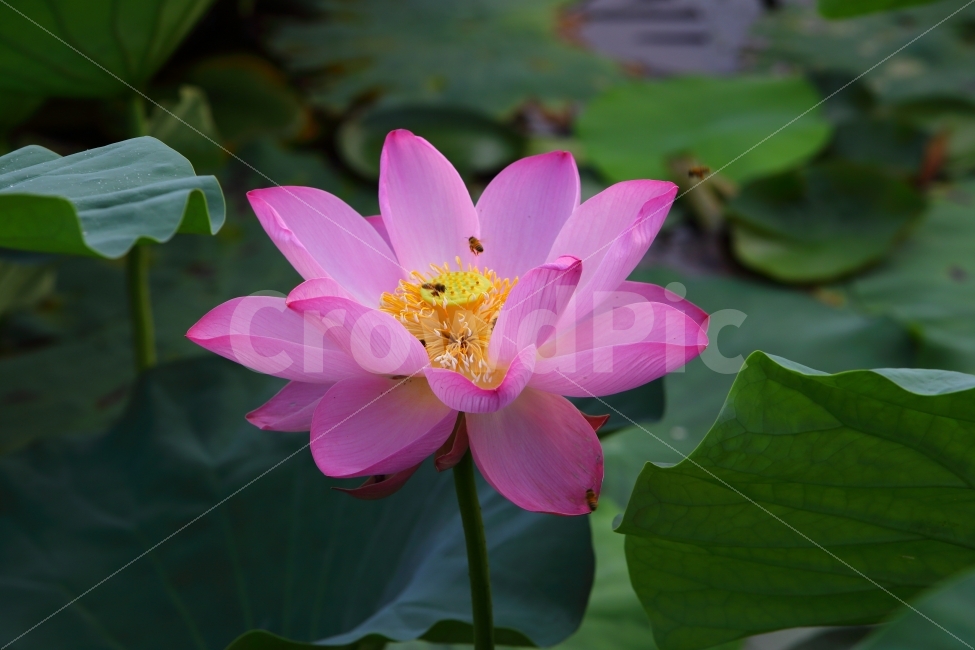 광주서구,운천저수지,연꽃,여름풍경,광주가볼만한곳,식물,자연,plants,nature,꽃,flower