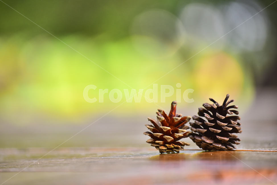 솔방울,열매,씨앗,소나무,나무열매,보케,빛망울,배경,바탕,백그라운드,seed,bokeh,소나무열매,녹색,연녹색,노랑색,데크,cone,tree,나무,식물