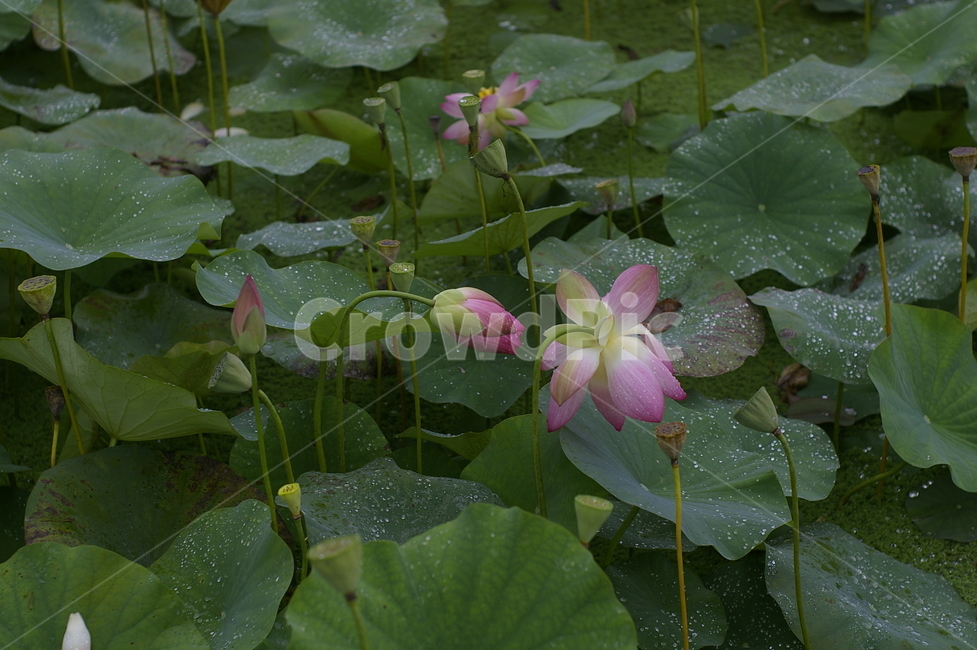 연꽃,수련,불교,부처님,힌연꽃