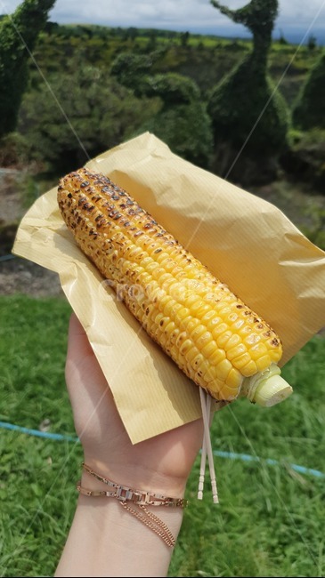 옥수수,간식,구운옥수수,식물,야외,풍경,자연,plant,corn