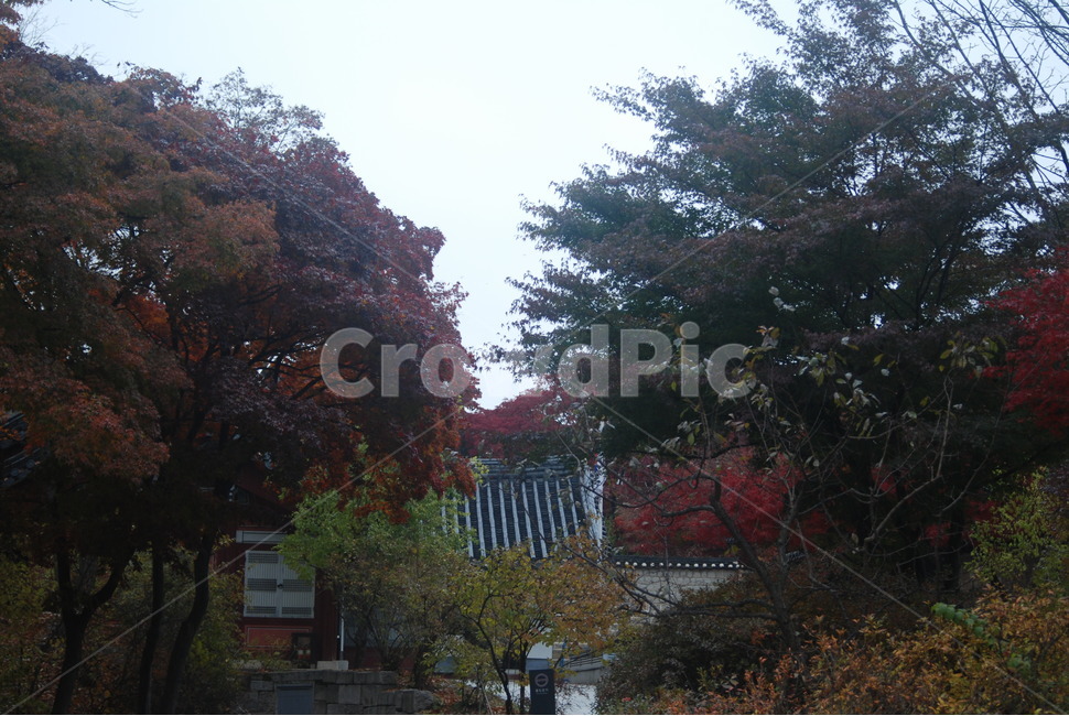 가을풍경,가을단풍,단풍,tree,나무,가을,계절,fall,autumn,season
