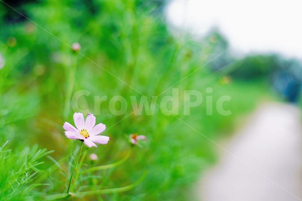 코스모스,꽃,가을,풍경,오솔길,산길,성곽길,cosmos,flower,bloom,fall,view,landscape,가을,계절,fall,autumn,season,식물,자연,plants,nature,꽃,flower,plant