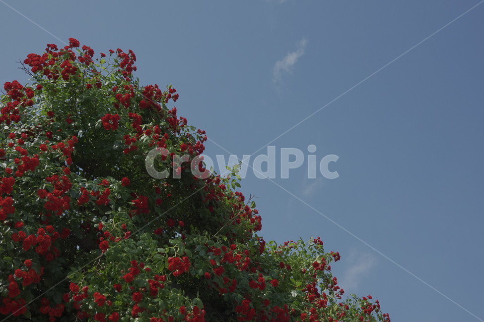 plant,꽃,식물,장미,flower,봄,감성사진
