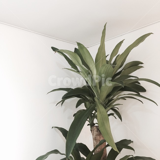 식물,plant,인테리어,풀,화분,실내용화초,화분,화초,house plant