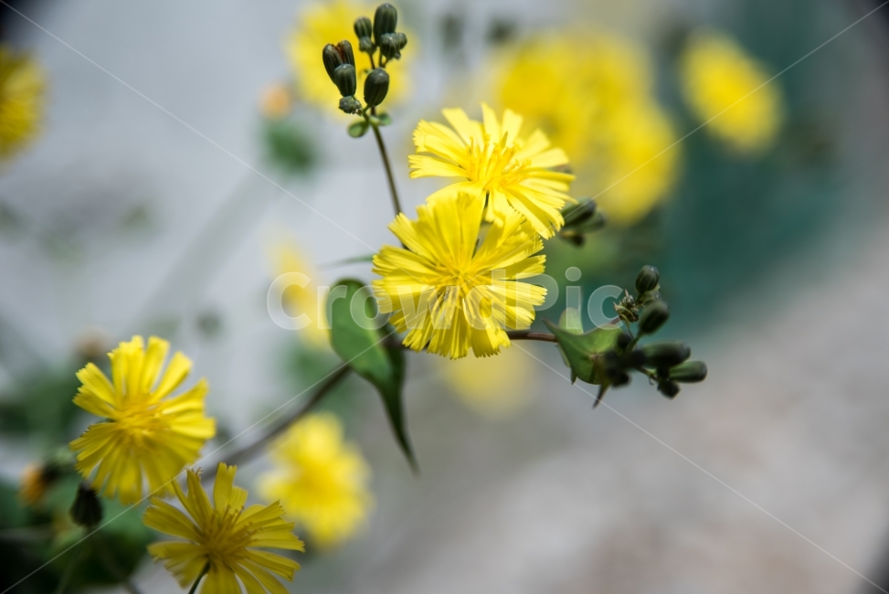 노란색,꽃,봄,접사,식물,자연,plants,nature,flower,식물,자연,plants,nature,꽃,flower