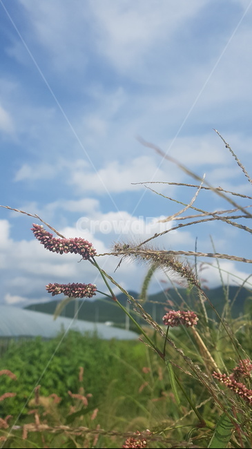 여름,여름풍경,여름꽃,꽃,시골풍경,야생화,풀,여름배경