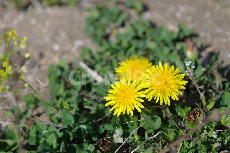 민들레,꽃,봄,자연,spring