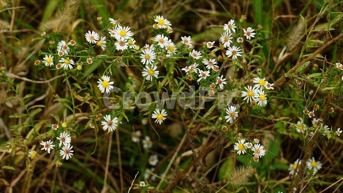꽃,가을,자연,flower,littleflower,nature,plants,autumn,fall,식물,자연,plants,nature,꽃,flower