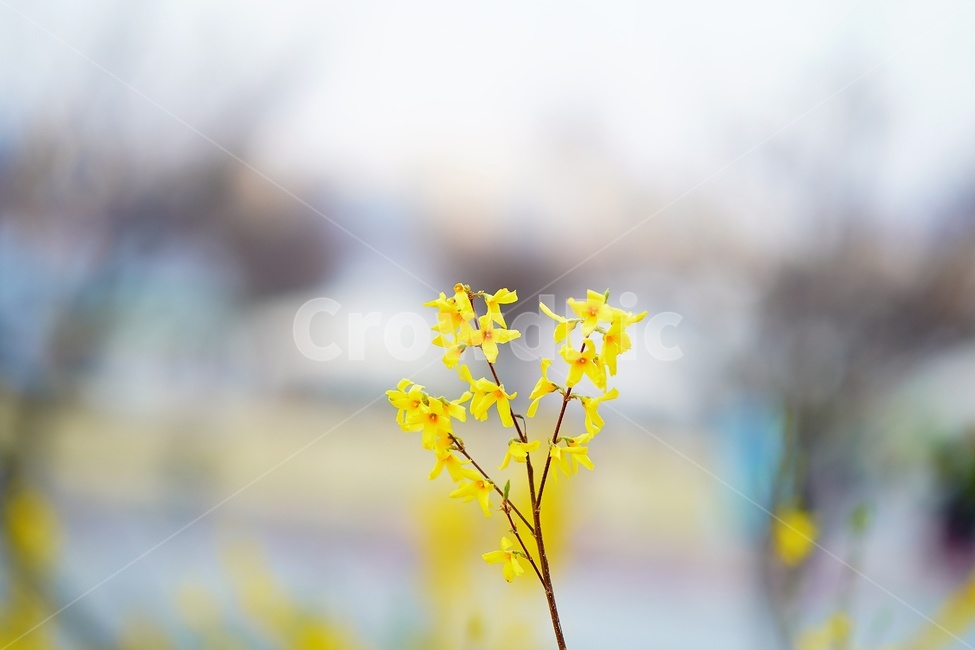 plant,flower,식물,꽃,개나리,koreanforsythia