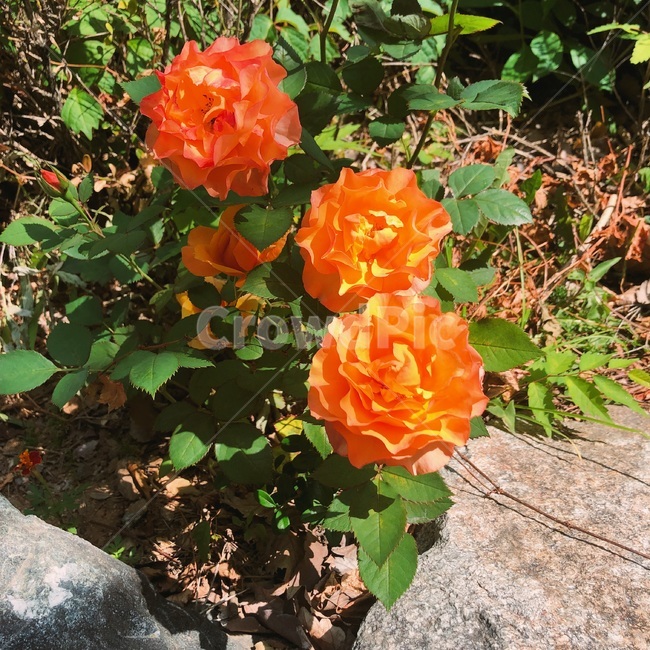 꽃,세송이,꽃송이,주황색,orange,식물,자연,plants,nature,꽃,flower