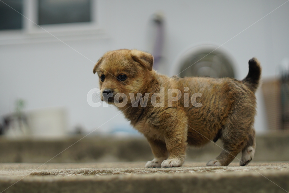 pet,동물,개,포유류,dog,puupy,강아지,멍멍이,똥강아지,숏다리,귀요미,cute,댕댕이,새끼,새끼강아지,새끼멍멍이,동물,animal,포유류,mammal,개,강아지,dog,doggy