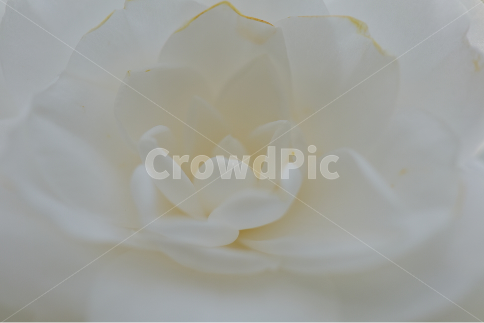 동백꽃,camelliaflower,설중사우,동백화,산다화,조매화,사랑,김유정,소설,식물,자연,plants,nature,꽃,flower