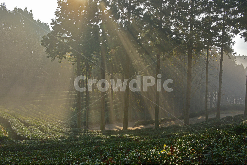 녹차밭,보성,녹차,밭,체험관광,greenteafarm,greenteafields,빛내림,자연,풍경,nature,landscape,산업,industry,industrial,농업,농사,agriculture,farming,farming industry,light,빛,flare,플레어,sunlight,햇빛,weather,날씨