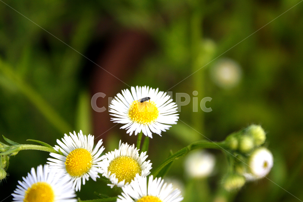 꽃,개망초,flowers,whitetop,야생화,꽃접사,봄꽃,식물,자연,plants,nature,꽃,flower