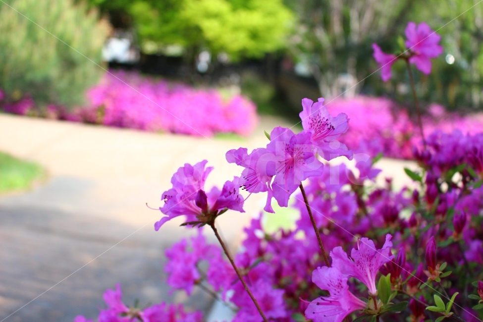 선사유적지,봄,대전,유적지,문화유산,꽃,식물,자연,plants,nature,꽃,flower