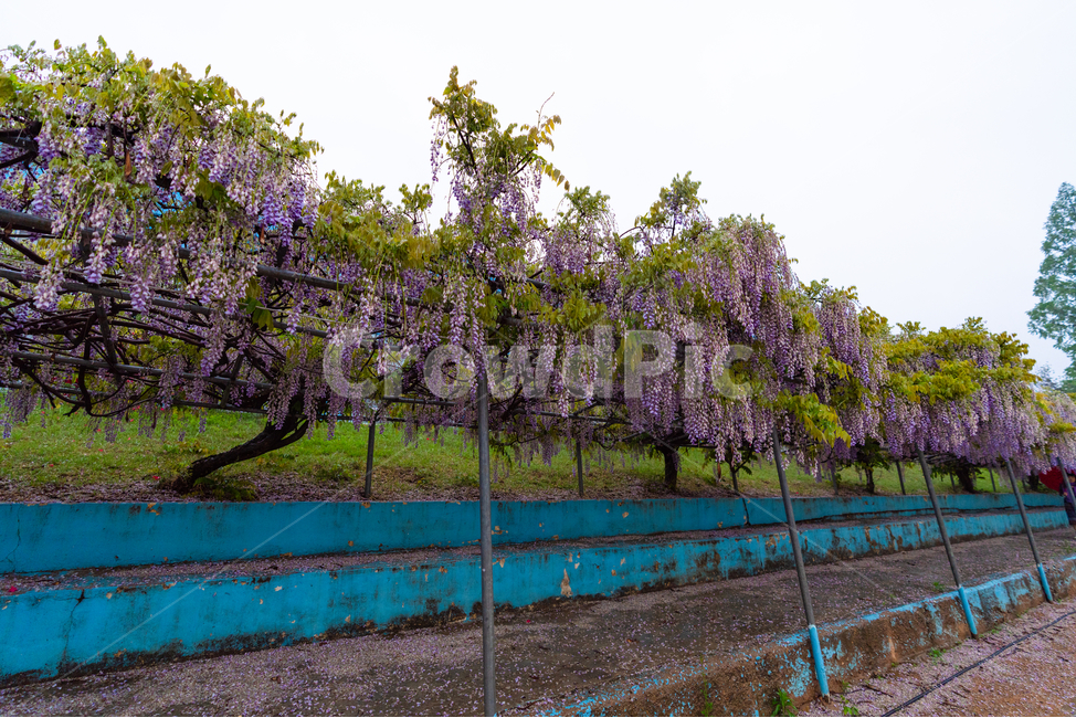 등나무꽃,보라색,풀,자연,등꽃,flower,계단,운동장,나무,식물,자연,plants,nature,꽃,flower