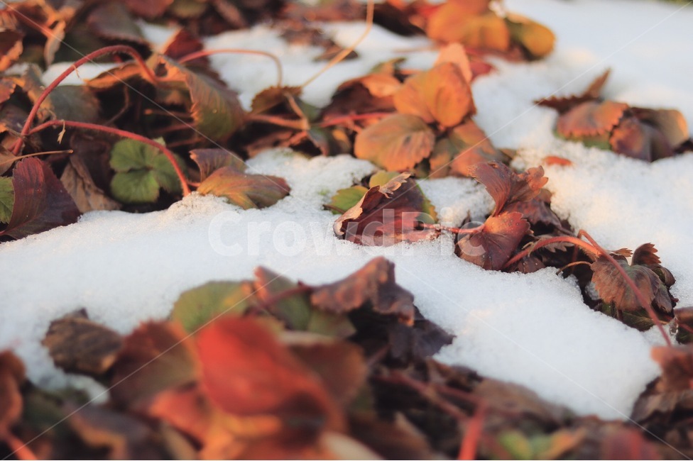 겨울,눈,딸기,늦겨울,초봄,겨울,계절,winter,season