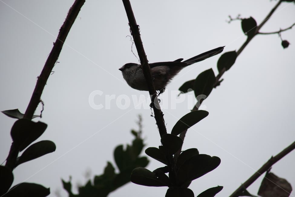 bird,새,animal,동물,조류,작은새,뱁새,오목눈이,동물,animal,조류,새,birds