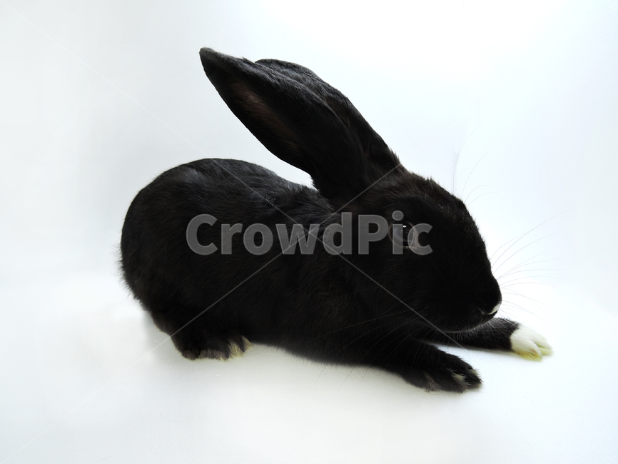 animal,동물,rodent,설치류,hare,토끼,mammal,포유류,rabbit,동물,animal,포유류,mammal