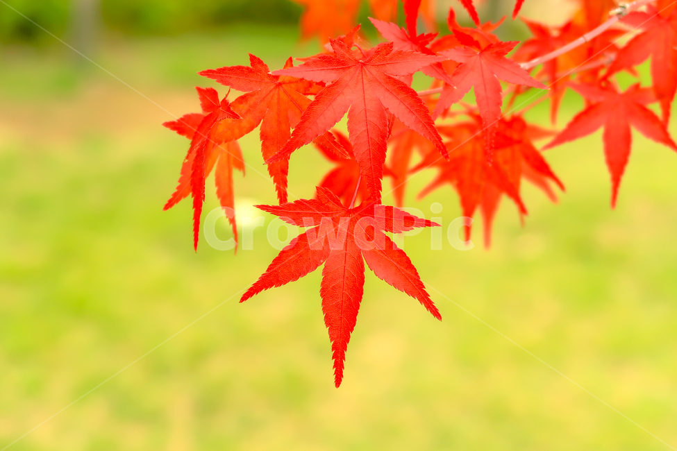 나뭇잎,단풍나무,가을,mapletree,fall,가을,계절,fall,autumn,season,plant,식물,leaf,잎,tree,나무