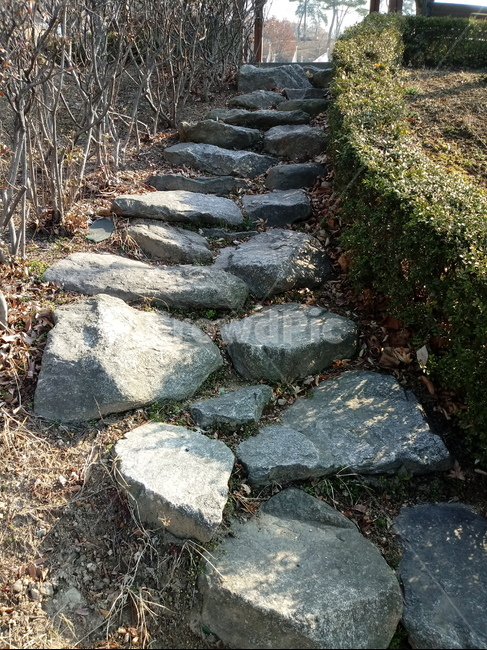 나무,나무가지,tree,plant,식물,길,산책로,돌계단,통로,보도,path,walkway