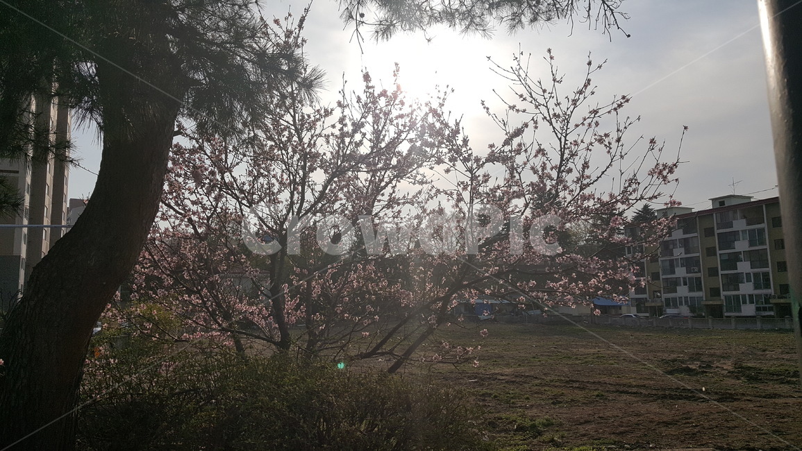 벛꽃,햇빛,나무,경치,풍경,자연,풍경,nature,landscape,flare,플레어,light,빛