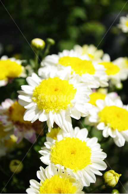 꽃,식물,flower,plant,소국,식물,자연,plants,nature,꽃,flower