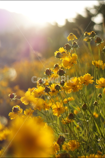 금계국,꽃,노랑,햇살,빛,오후,식물,자연,plants,nature,꽃,flower