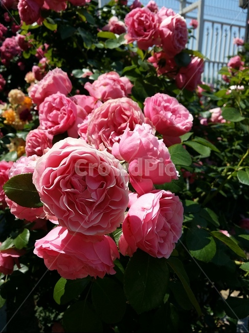 봄,맑은날,배경화면,식물,blossom,꽃,flower,장미,rose,겹장미