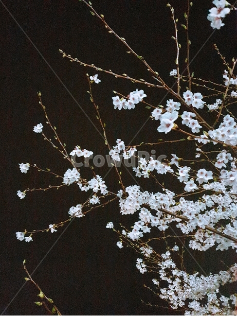 벚꽃,밤벚꽃,봄,벚나무,꽃가지,봄,계절,spring,season,야경,밤,풍경,nightscape,night,landscape,식물,자연,plants,nature,꽃,flower,plant,blossom