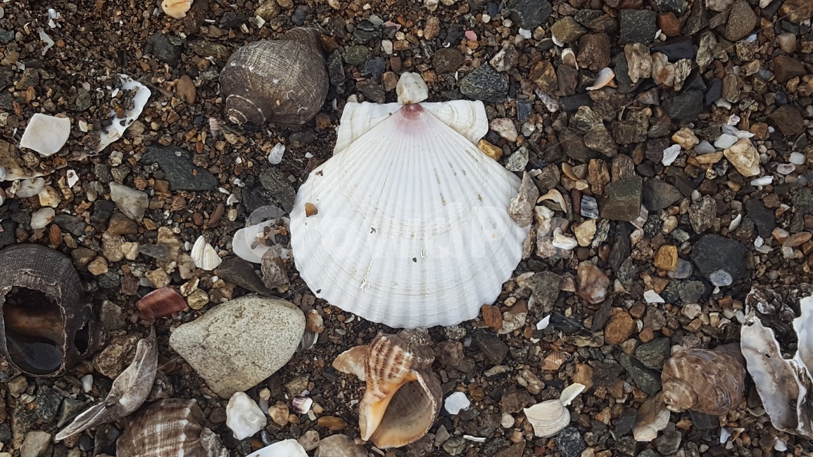 조개,clam,sea,바다,하얀조개