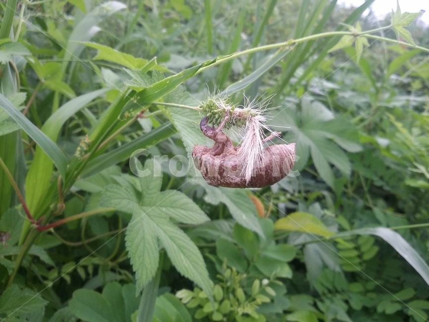 매미허물,자연,풀,매미,허물,곤충,벌레,insect,bug