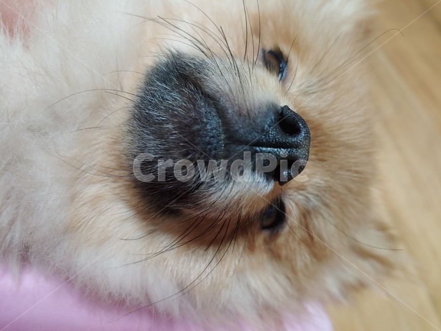 강아지,강아지얼굴,강아지코,포메라니안,포메라니안얼굴,동물,animal,포유류,mammal,개,강아지,dog,doggy