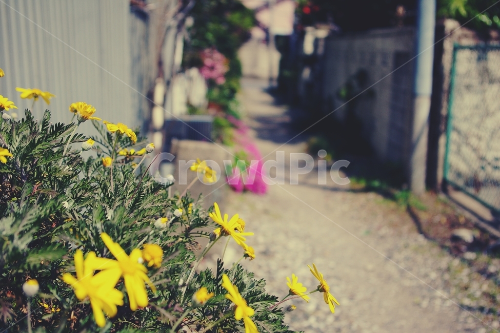 꽃,flower,노랑,yellow,길,골목,alley,봄,spring,식물,자연,plants,nature,꽃,flower,감성,sensible,feeling