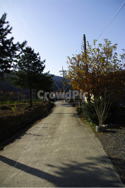 나무,가을,풍경,단풍,길,자연,풍경,nature,landscape,asphalt,아스팔트,tree,plant,식물