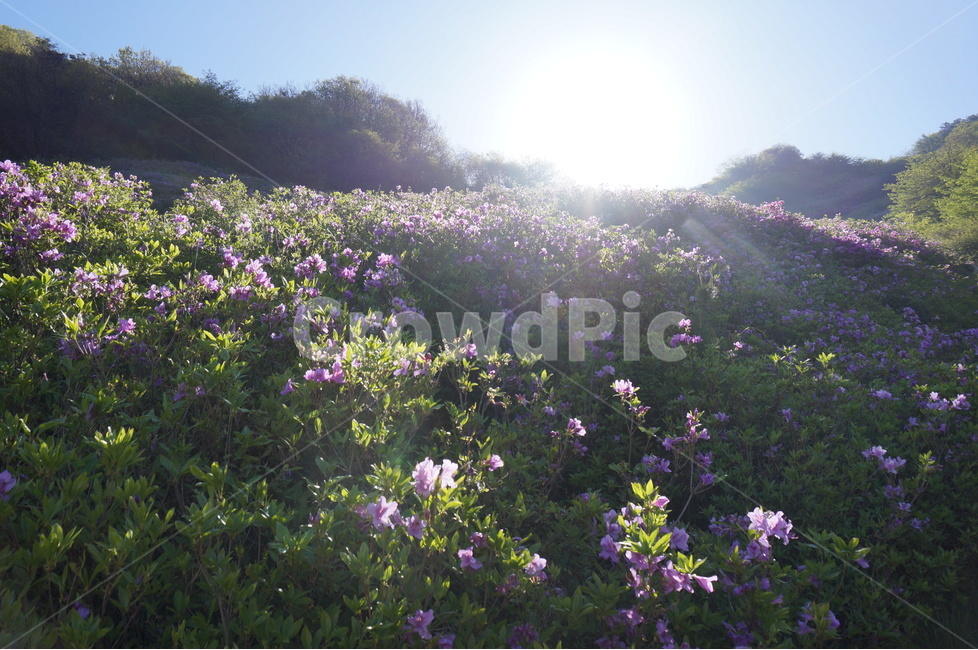 산,철쭉,분홍,파랑하늘,나무,아침,햇살,봄,봄,계절,spring,season,자연,풍경,nature,landscape,휴식,힐링,rest,relaxation,healing,outdoors,옥외,grassland,목초지,field,들,light,빛,flare,플레어