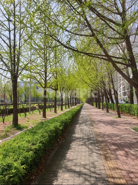 가로수길,가로수,길,streettree,street,tree,봄,산책,spring,walk