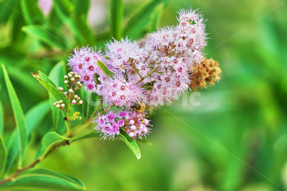 꽃,자연,식물,감성사진,여름,식물,자연,plants,nature,꽃,flower