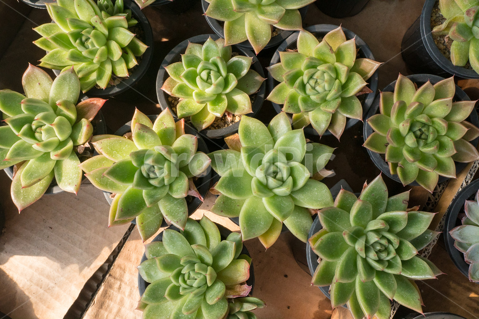 다육식물,다육화분,다육이,식물,화분,다육,succulent,plant