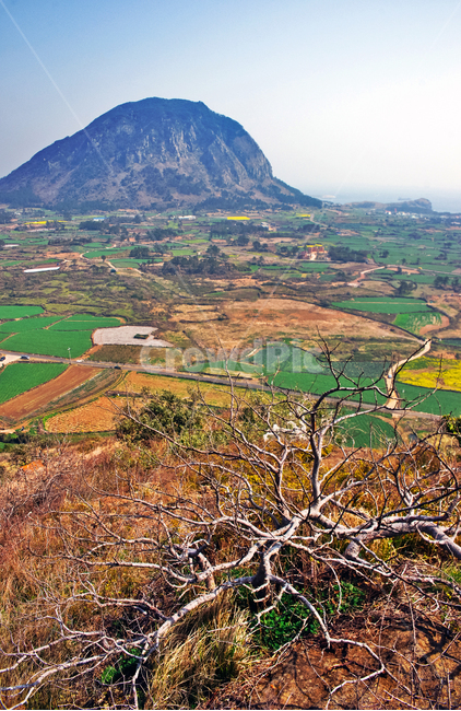 제주도,산방산,단산,바굼지오름,서귀포시,자연,논,밭,한국자연풍경,한국자연경관,korea nature landscape