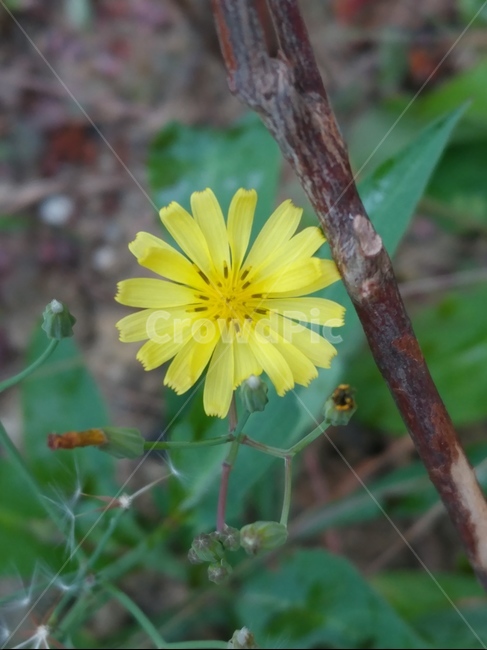 plant,식물,꽃,자연,풀