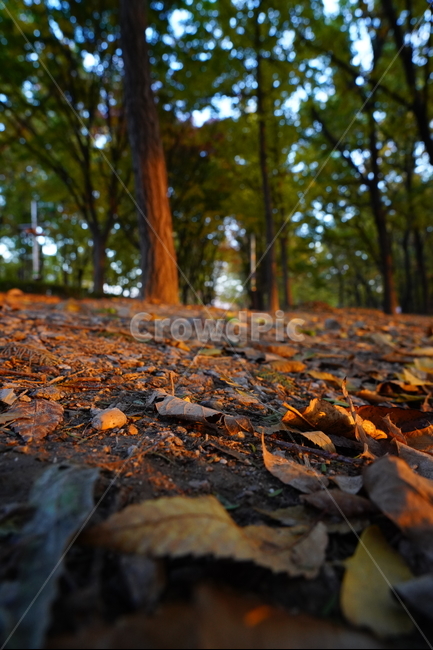 나무,낙엽,숲,해질녘,따뜻한,warm,쓸쓸한,tree,나뭇잎,흙,바닥,forest,wood,고요한,평화로운,peaceful,여유로움,leaves,mood,가을,계절,fall,autumn,season,ground,plant,식물,leaf,잎,tree trunk,나무 줄기