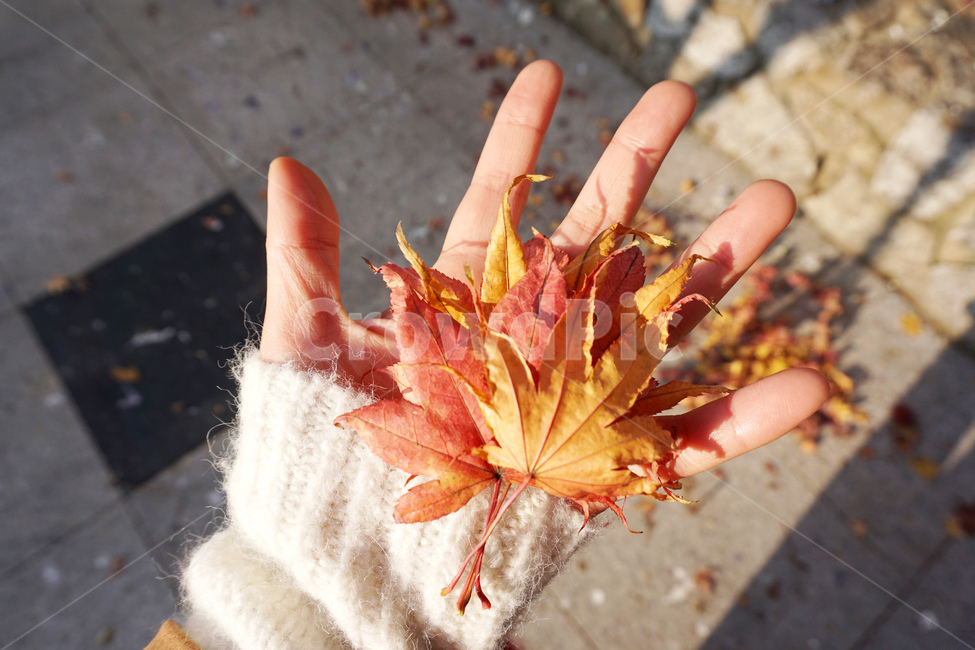 leaf,잎,plant,식물,단풍,가을,autumn,가을,계절,fall,autumn,season,신체일부,몸,body