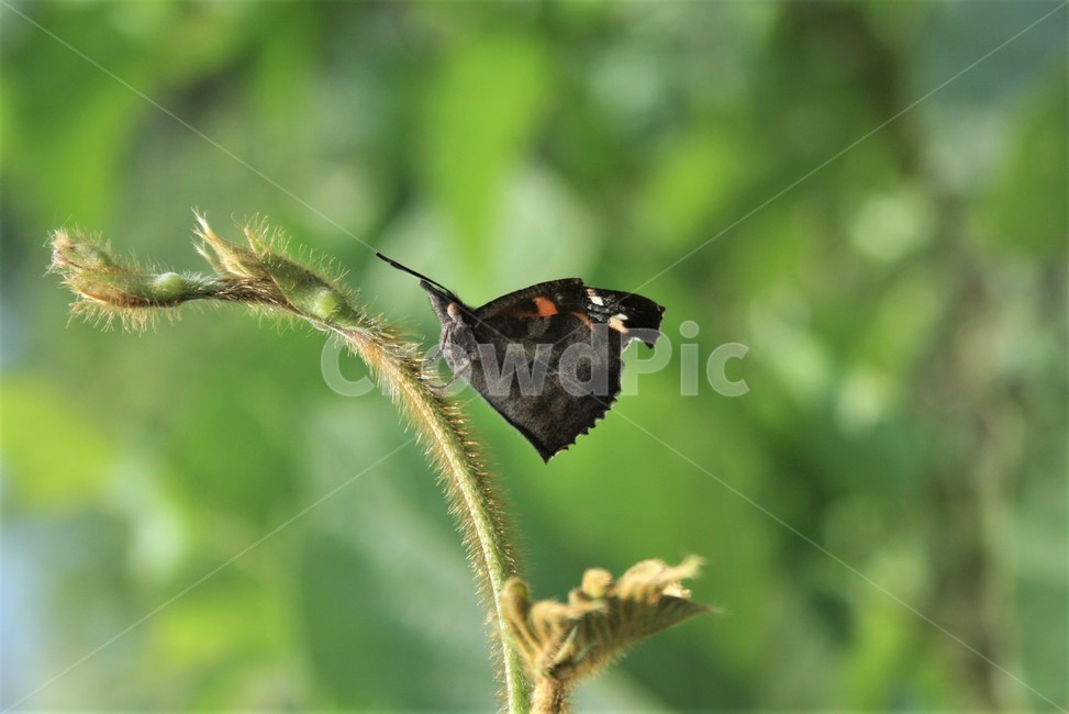 뿔나비,네발나빗과,뿔나빗과,나비,곤충,자연,동물,animal,곤충,벌레,insect,bug