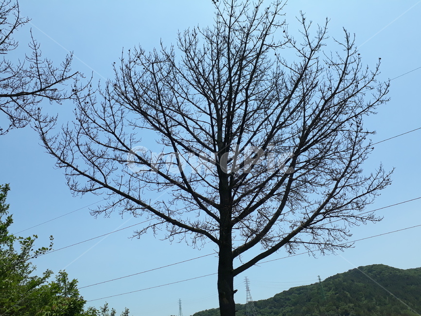 가을,나무,산,환경,경치
