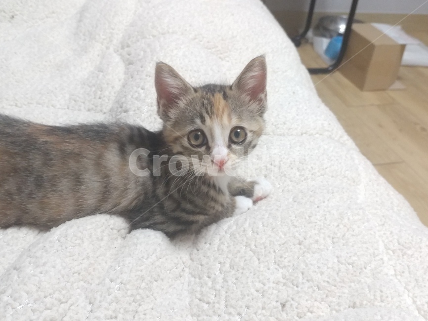 고양이,cat,mammal,애완동물,pet,animal,동물,동물,animal,포유류,mammal,고양이,cat,kitten,kitty