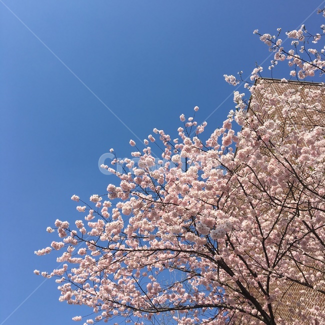 벚꽃,봄,겹벚꽃,벚꽃축제,하늘,꽃