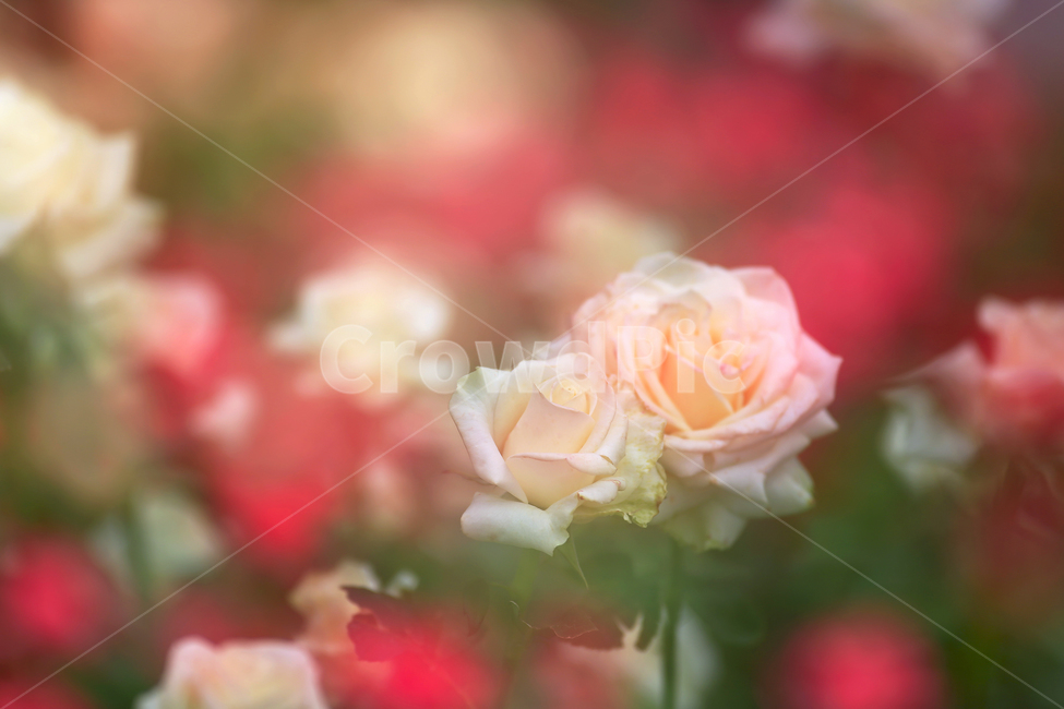 5월,장미,장미속살,장미정원,사랑,식물,자연,plants,nature,꽃,flower